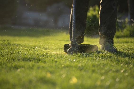 service single images